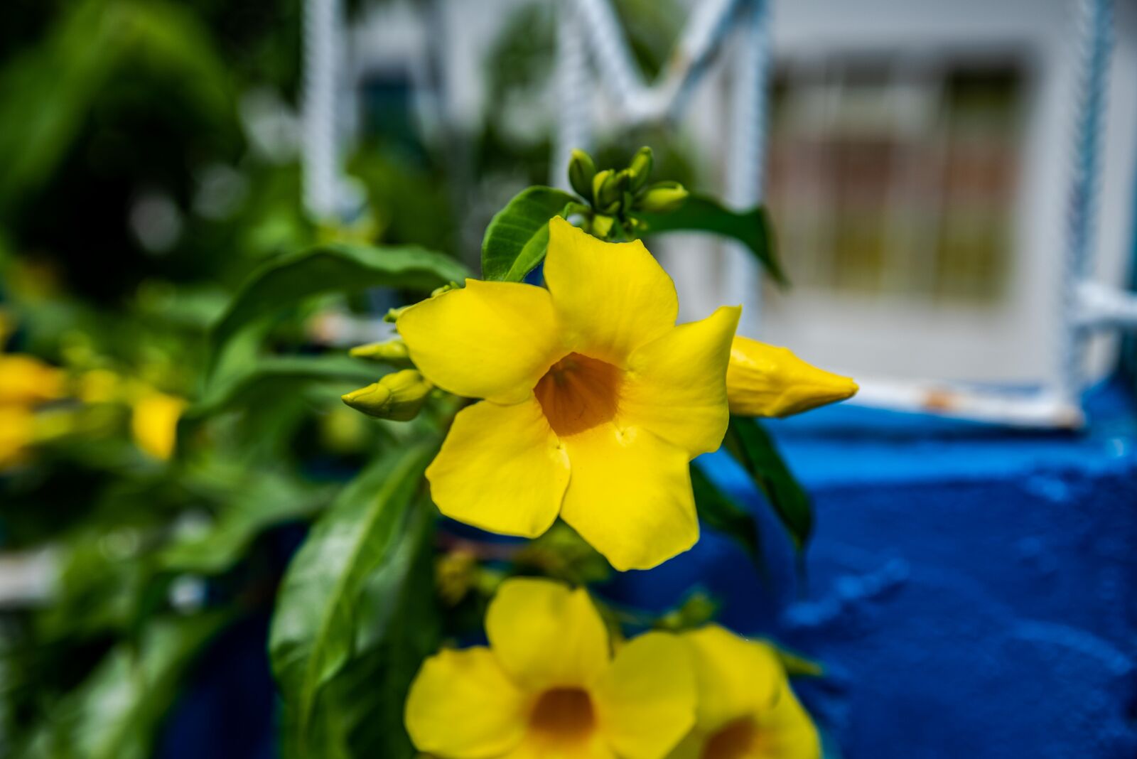 Tamron SP 24-70mm F2.8 Di VC USD sample photo. Yellow, flower, buttercup photography
