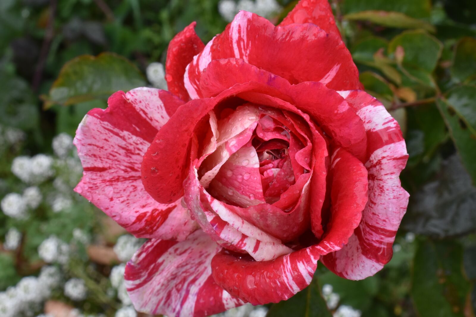 Nikon D3400 sample photo. Rose, large, rain photography