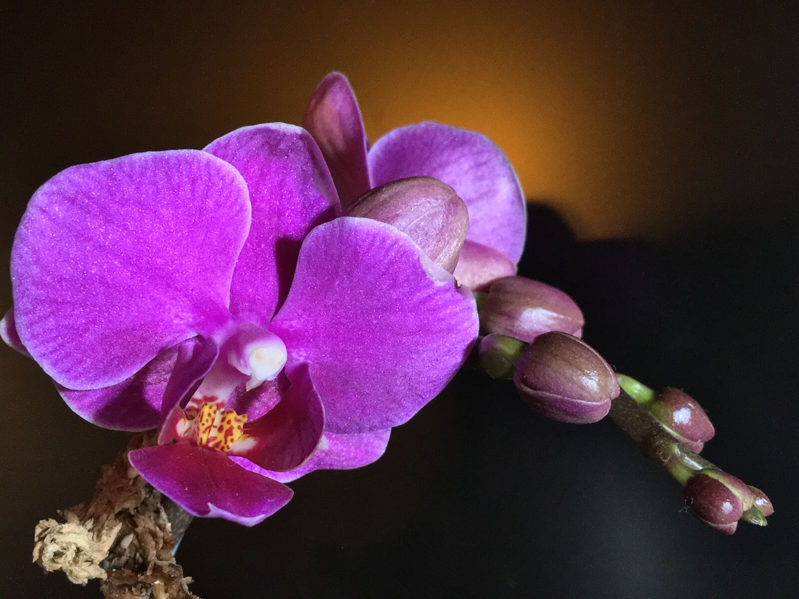 iPhone 6s Plus back camera 4.15mm f/2.2 sample photo. Orchid, petals fuchsia, fuchsia photography