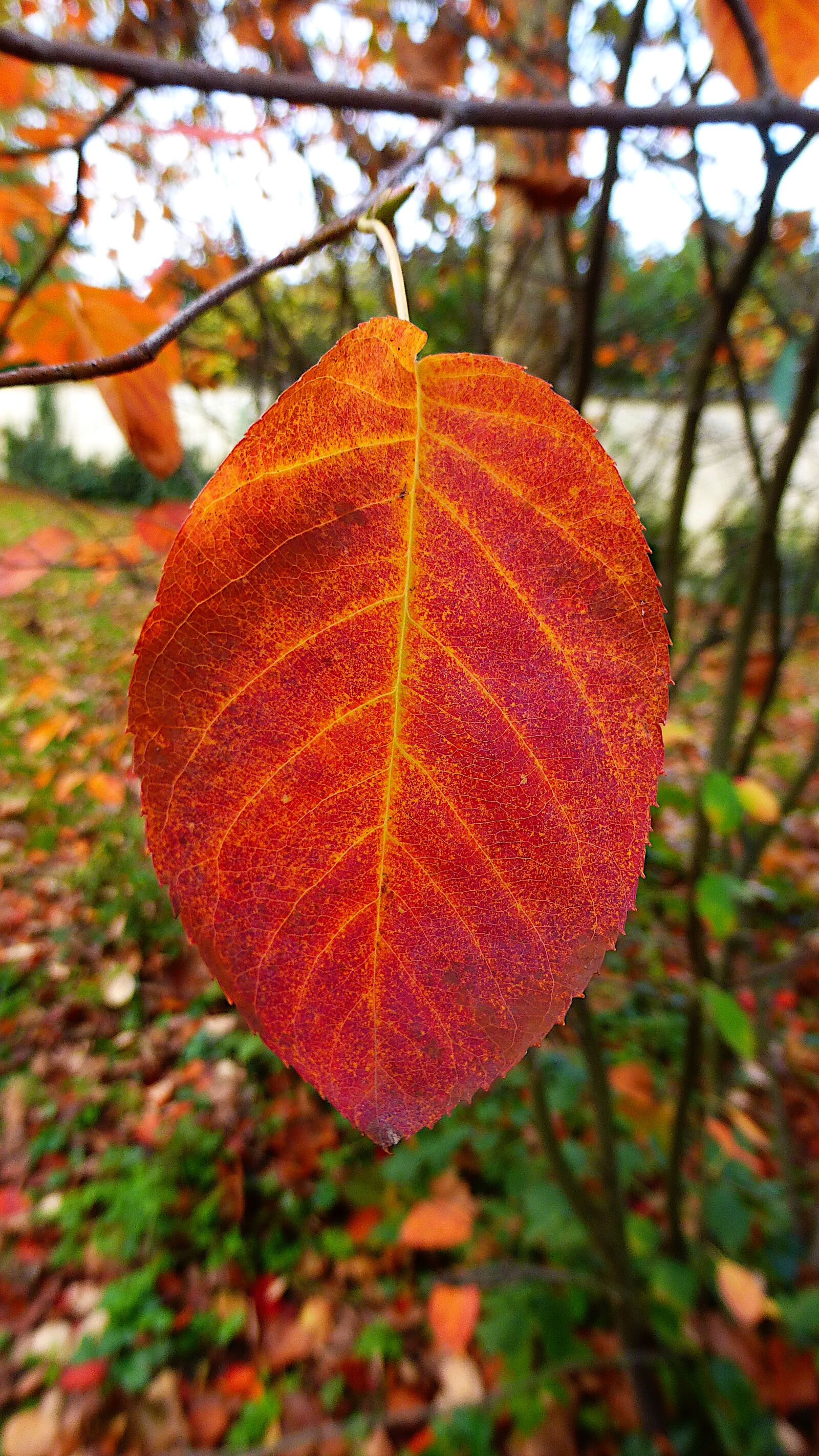 Panasonic Lumix DMC-ZS25 (Lumix DMC-TZ35) sample photo. Leaf, nature, fall photography