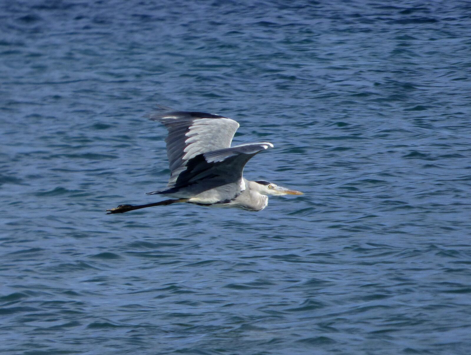 Panasonic DMC-FZ72 sample photo. Grey heron, bird, animal photography