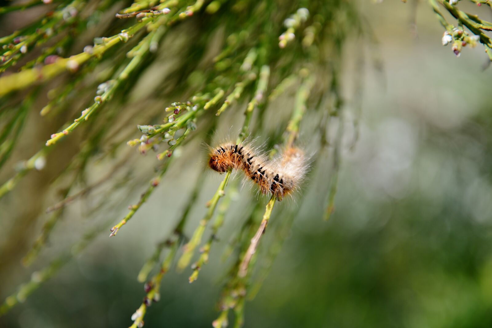 Nikon D600 sample photo. Caterpillar, broom, animal photography