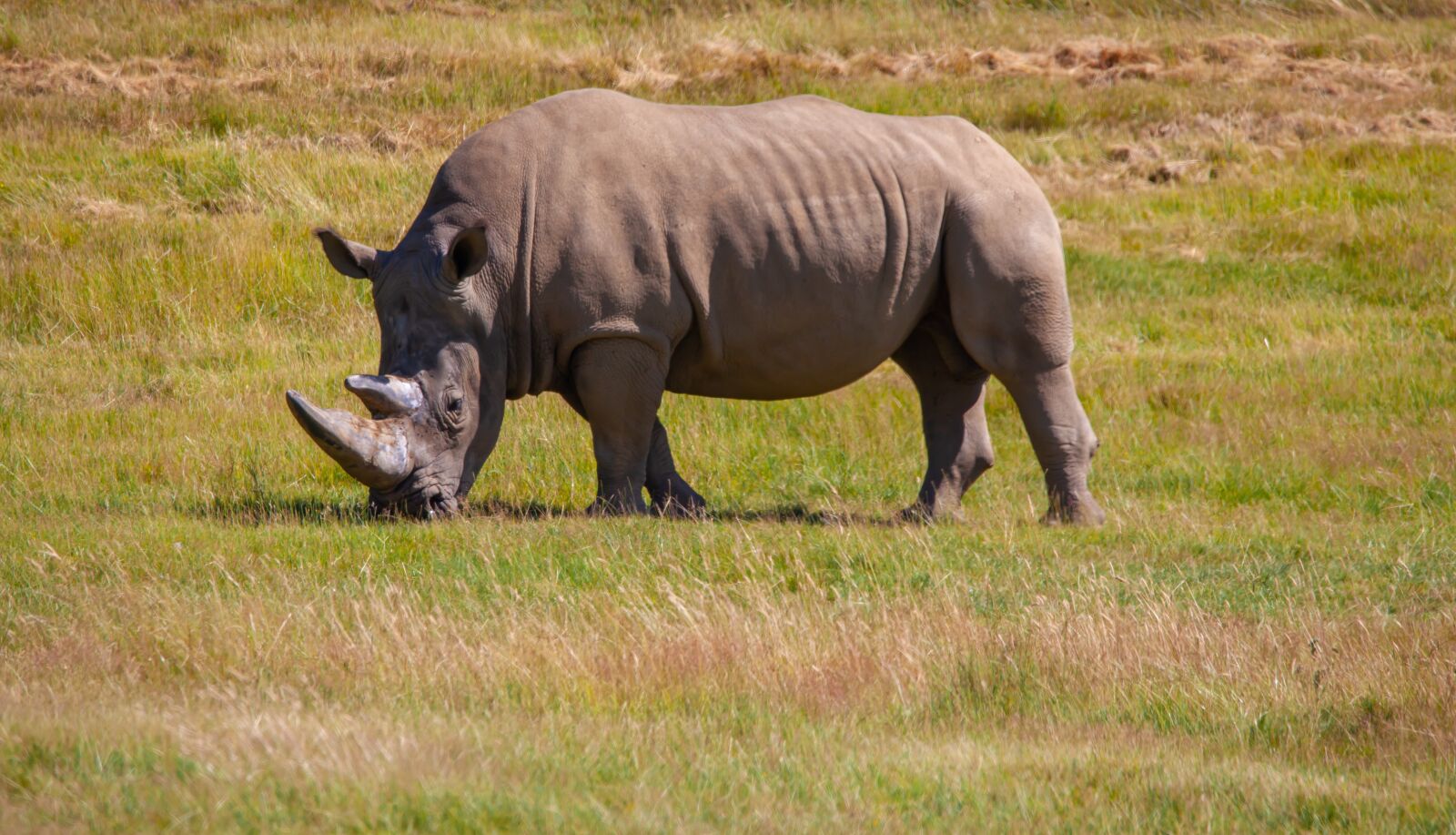 150-600mm F5-6.3 DG OS HSM | Contemporary 015 sample photo. Southern white rhino, white photography