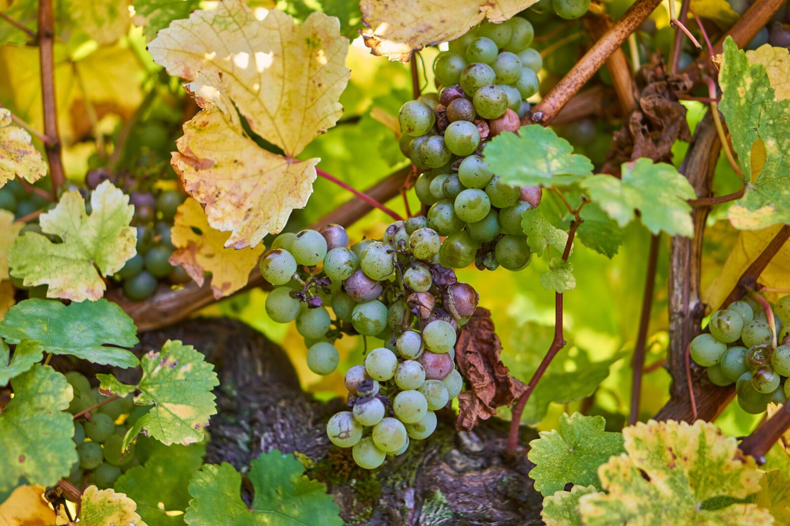 Sony E 50mm F1.8 OSS sample photo. Grapes, vines, vineyard photography