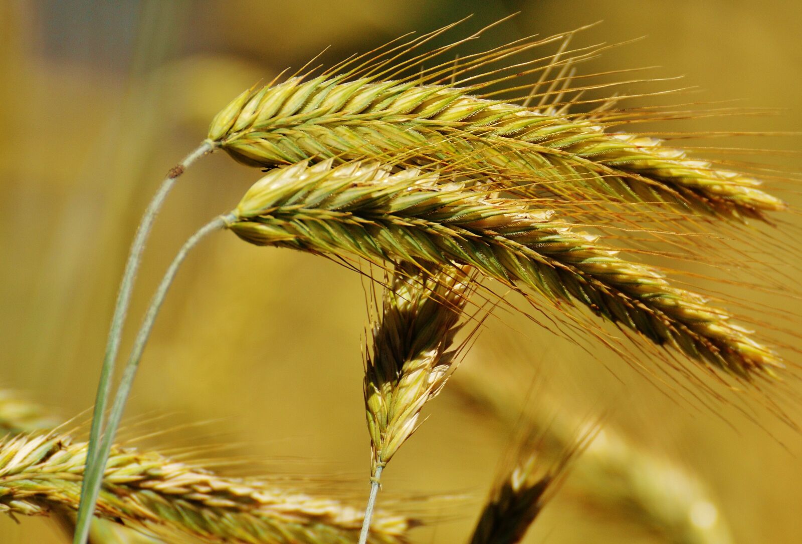 Nikon D3200 sample photo. Grain, cornfield, field photography