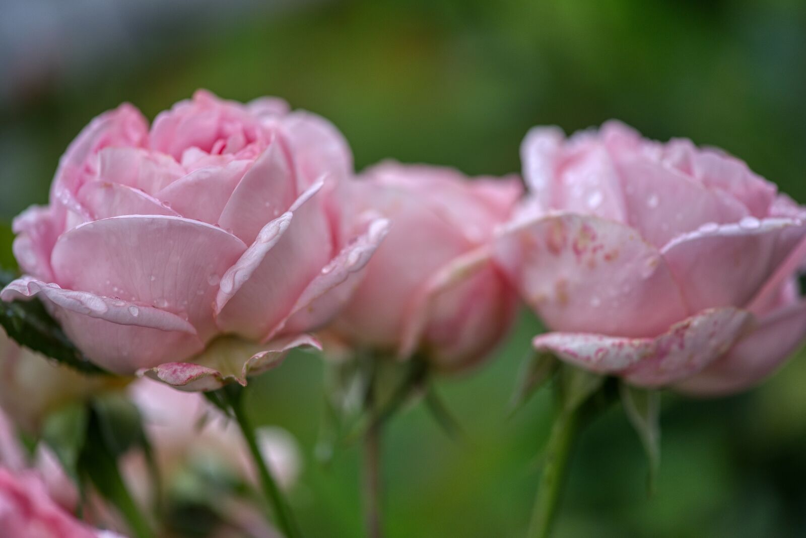 Nikon D750 sample photo. Roses, bloom, rose bush photography