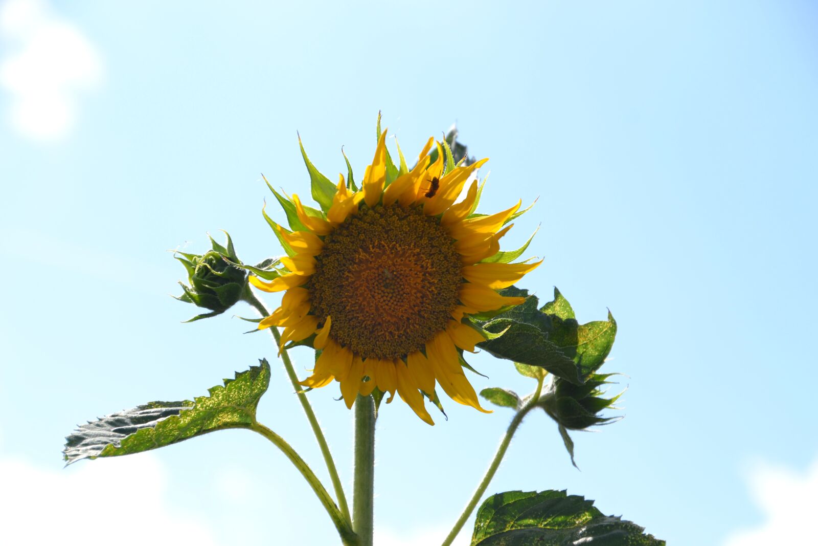 Nikon D3100 sample photo. Sunflower, bloom, yellow photography