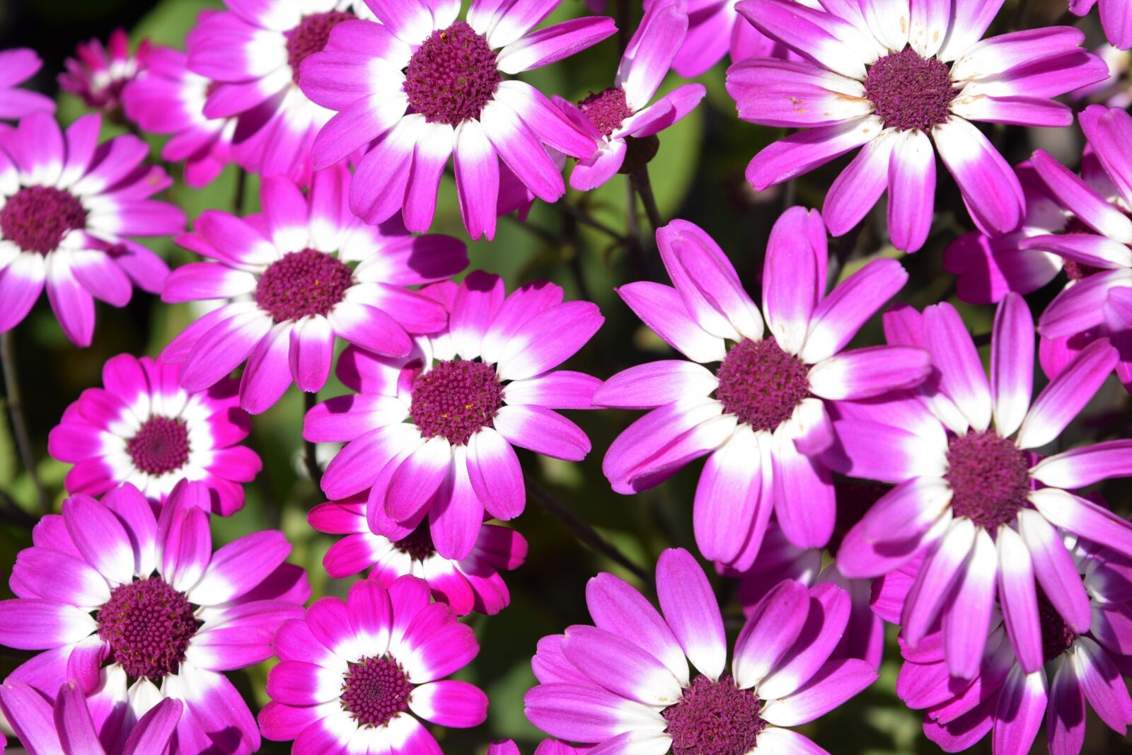 Nikon D3300 sample photo. Flower, purple, white photography