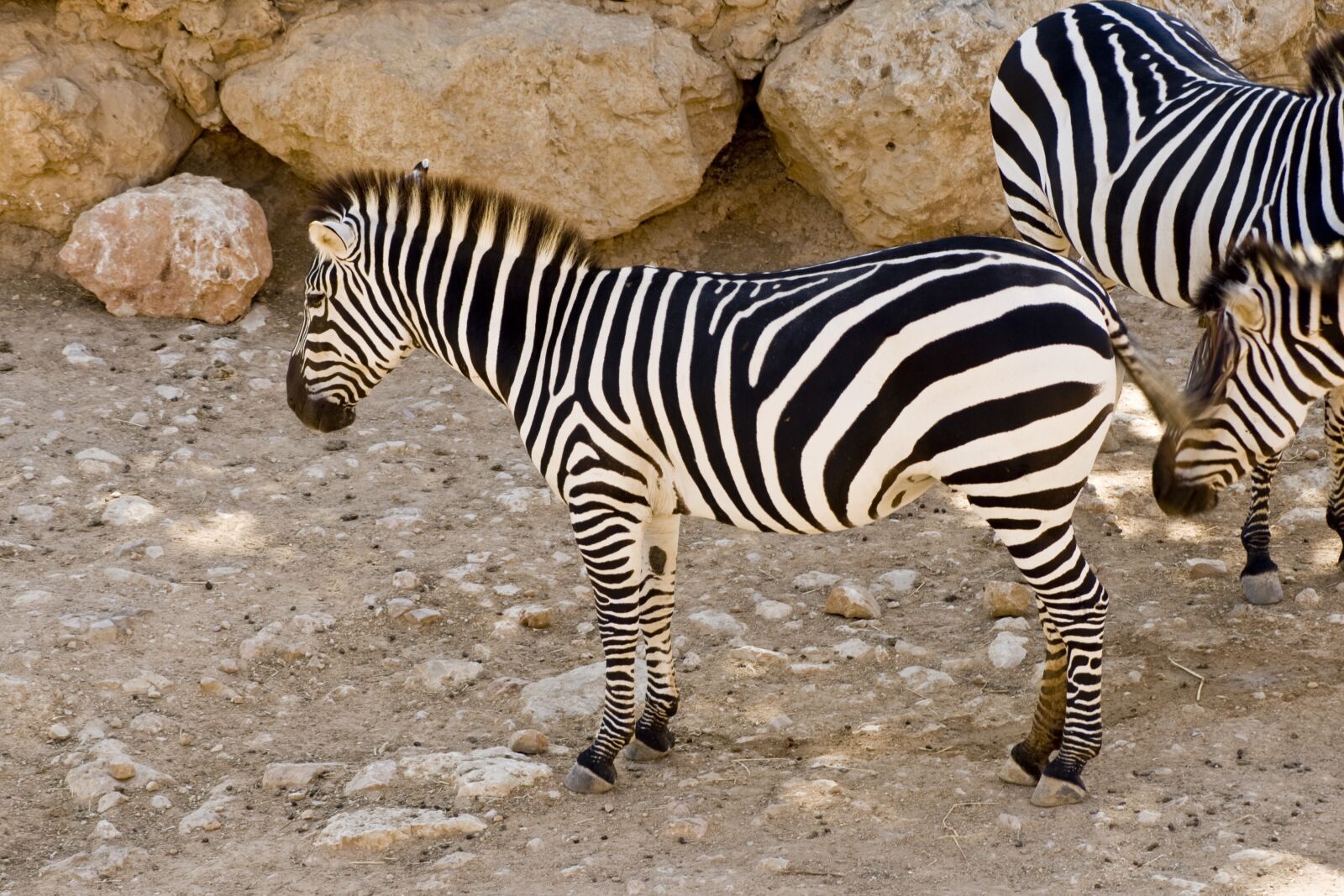 Canon EOS 400D (EOS Digital Rebel XTi / EOS Kiss Digital X) sample photo. Zebras, plains zebras, animals photography