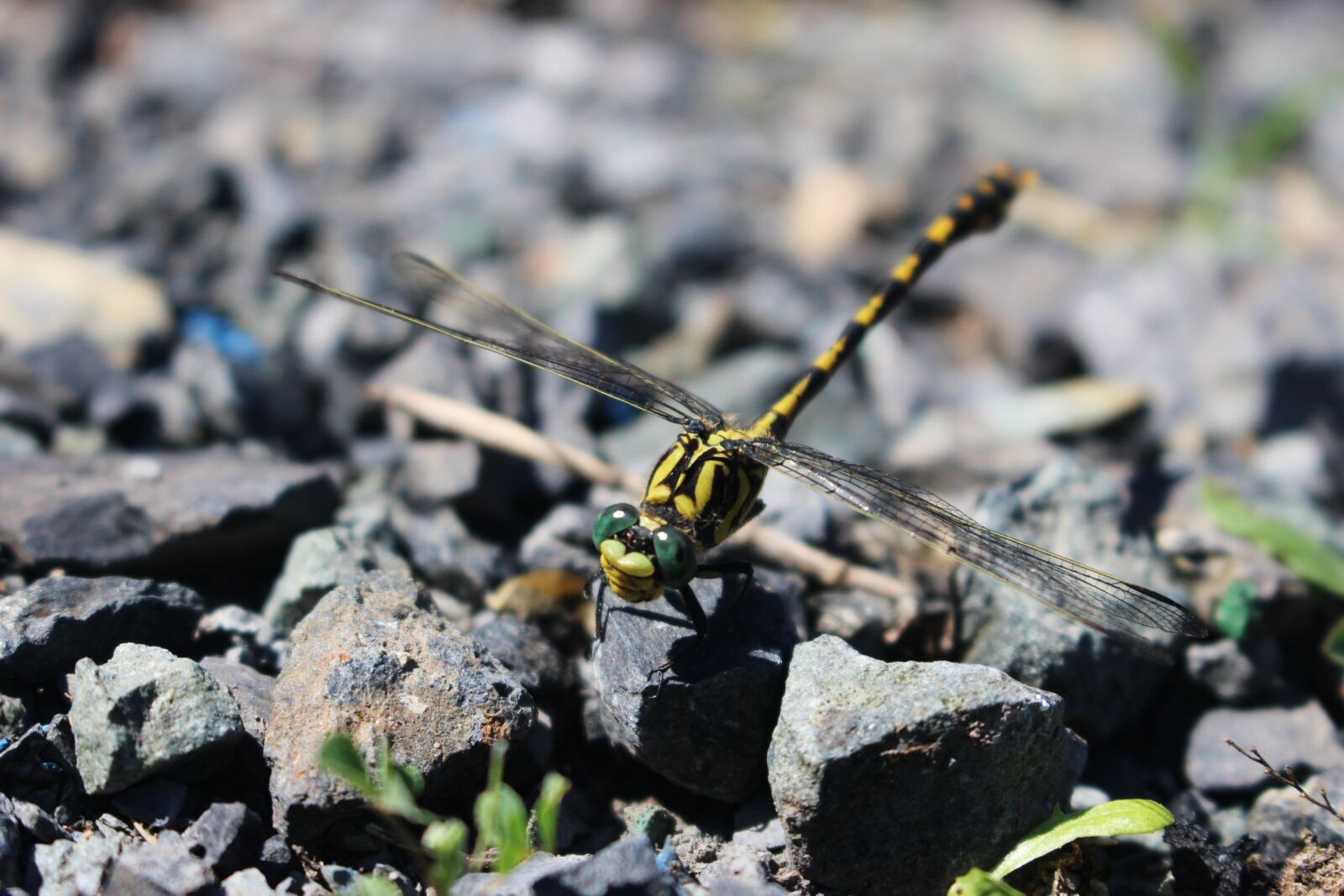 Canon EOS 100D (EOS Rebel SL1 / EOS Kiss X7) sample photo. Dragonfly, nature, insect photography