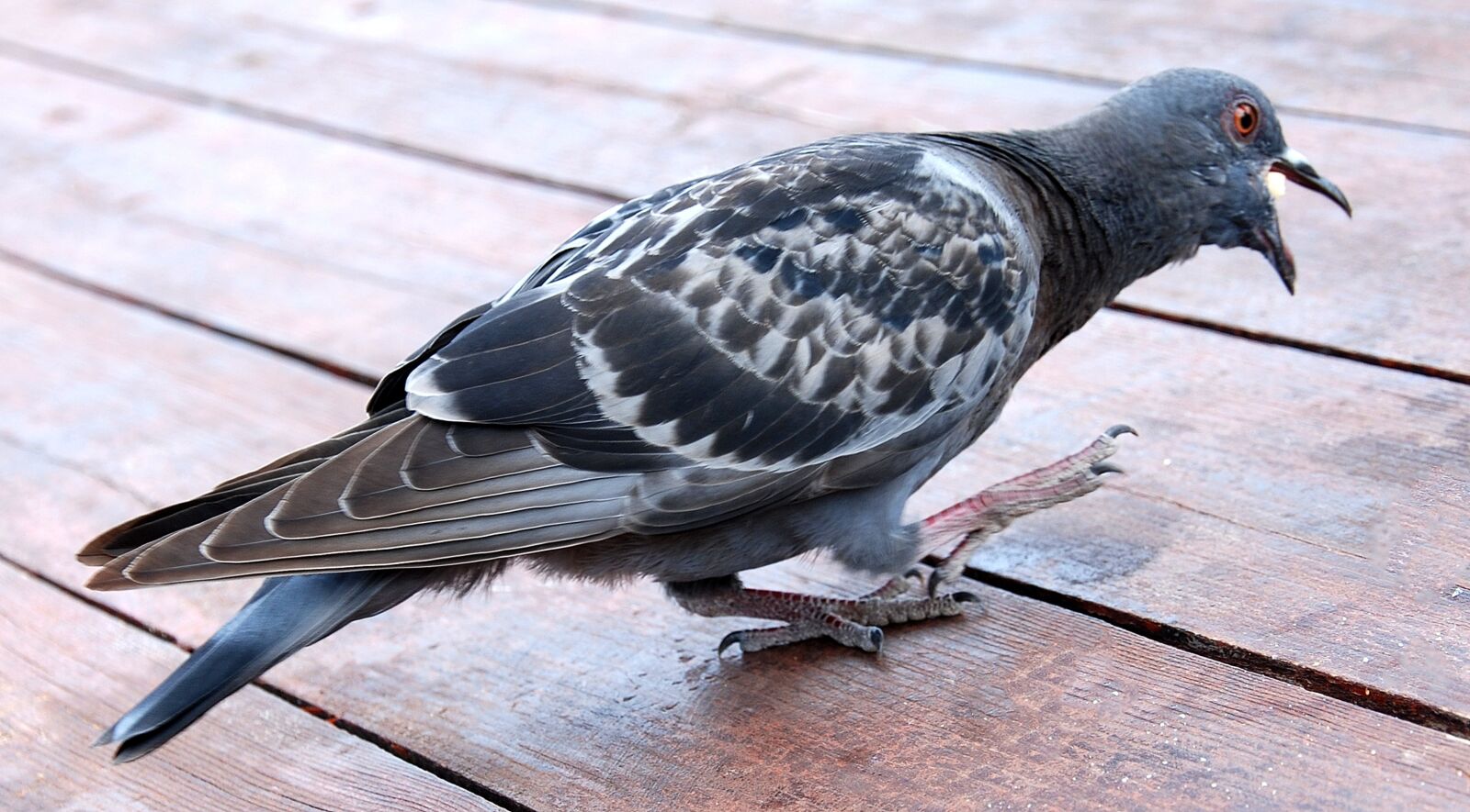 Nikon D80 sample photo. Dove, bird, pen photography