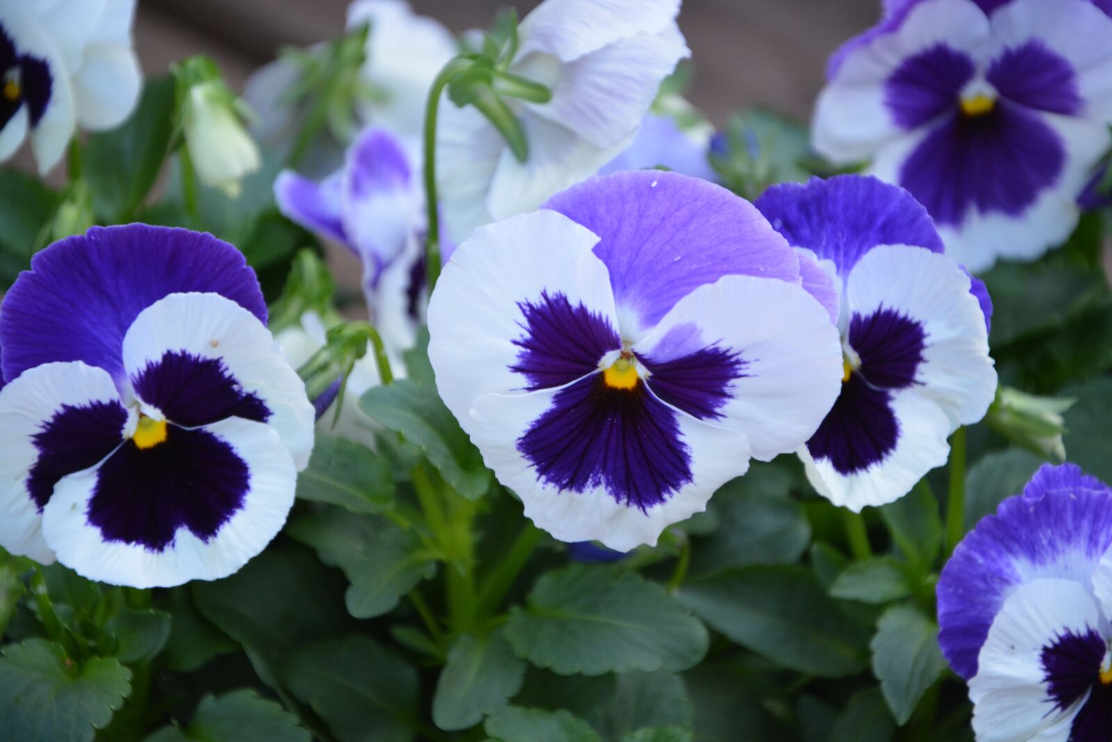 Nikon D5200 sample photo. Flower, flowers, thoughts blue photography