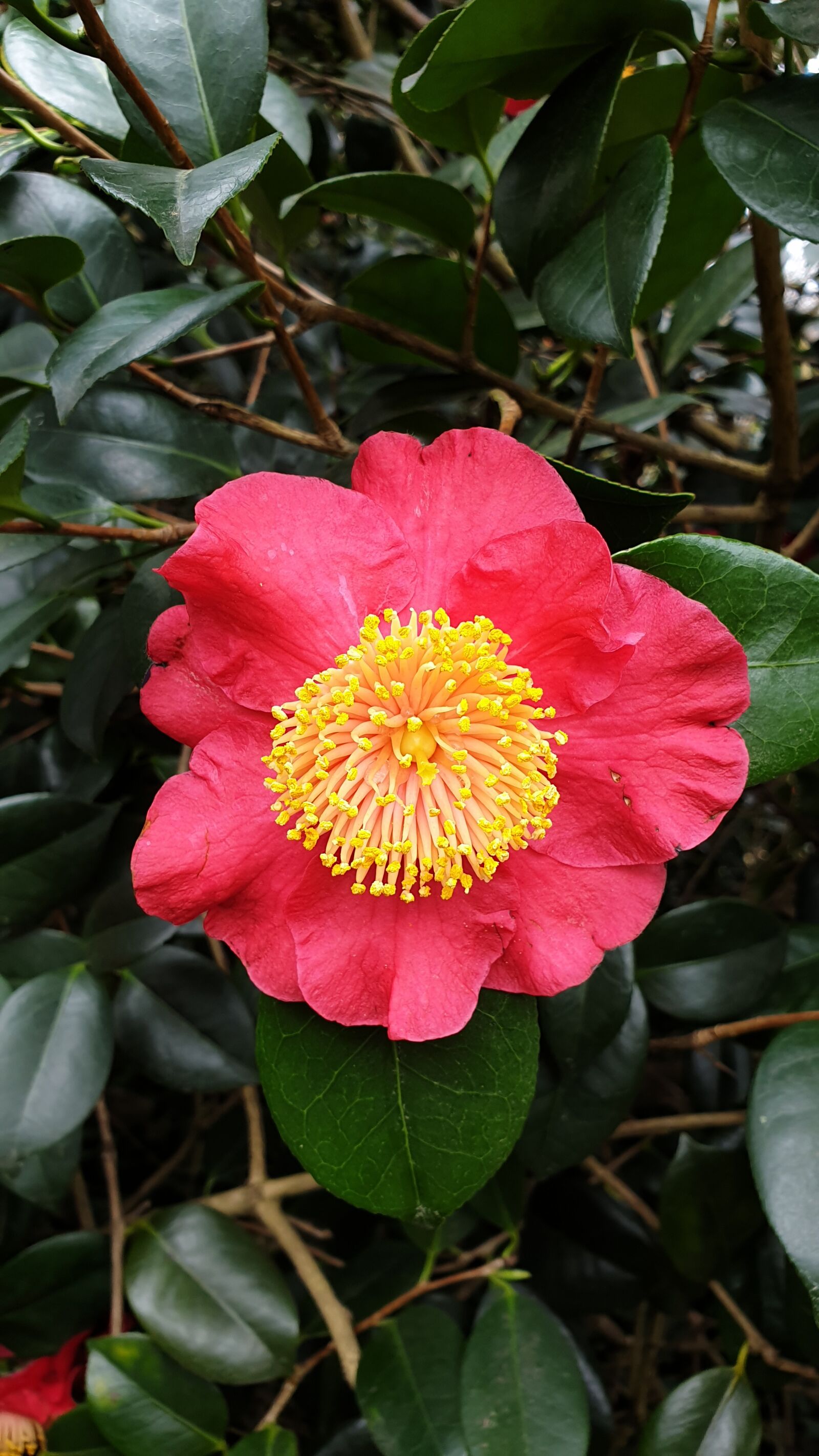 Samsung SM-G965F sample photo. Flower, fauna, nature tags photography