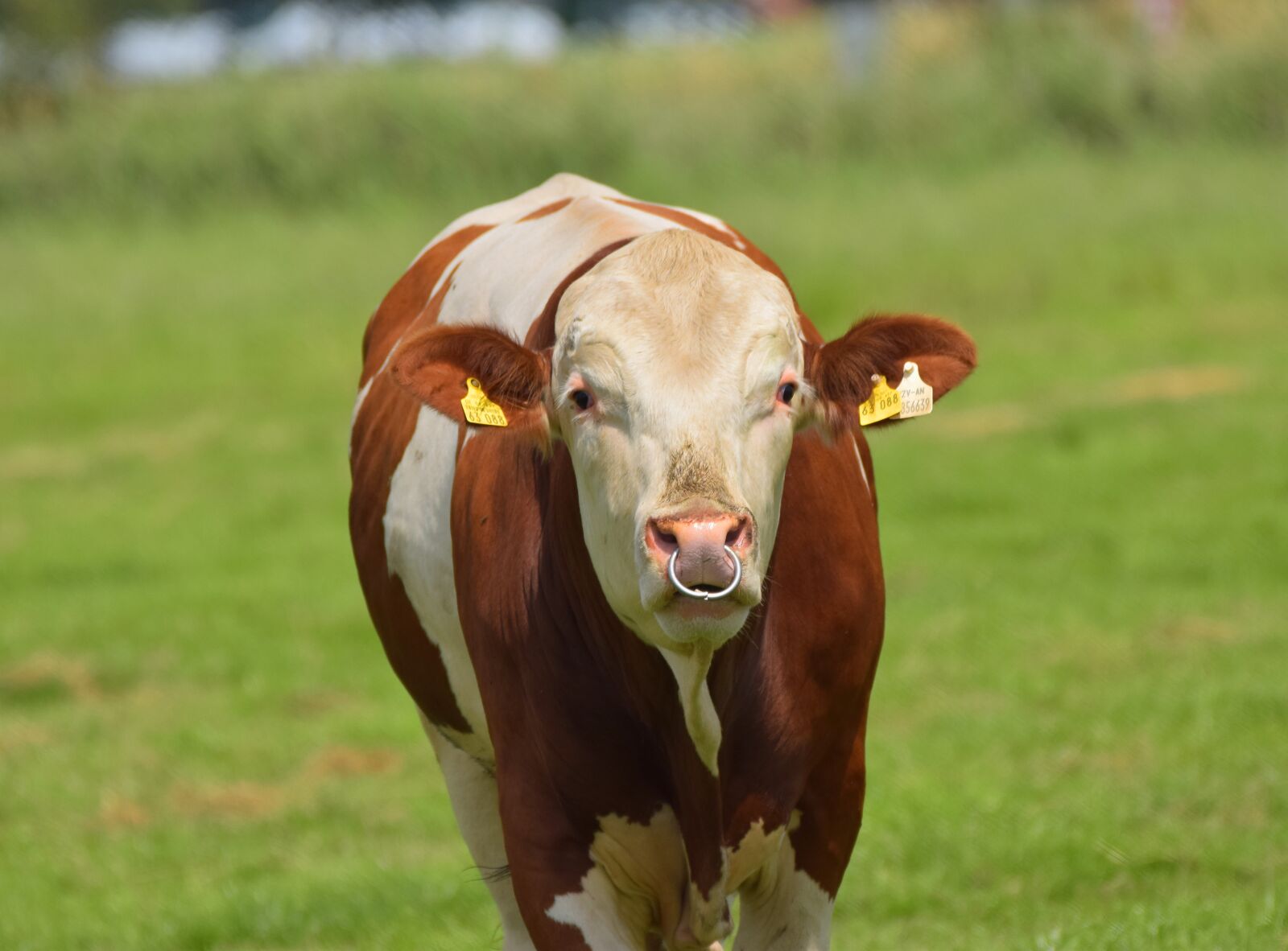 Nikon D5300 sample photo. Bull, head, brown white photography