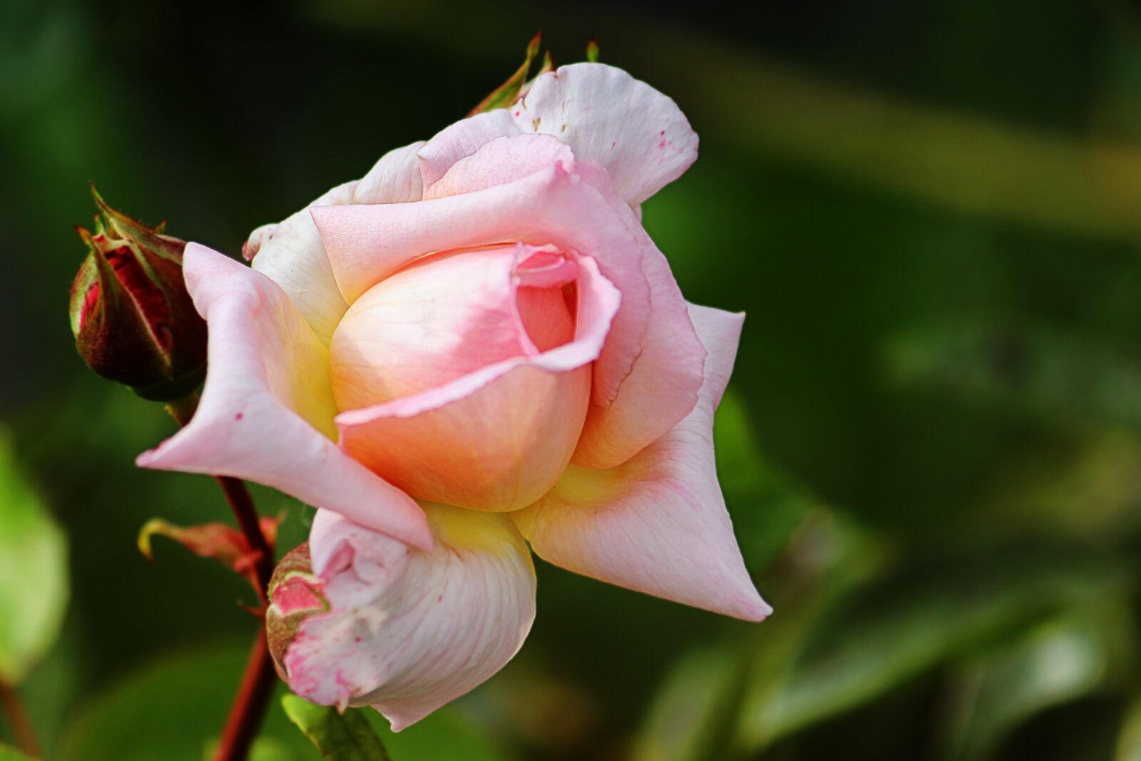 Canon EOS 600D (Rebel EOS T3i / EOS Kiss X5) sample photo. Rose, pink, blossom photography