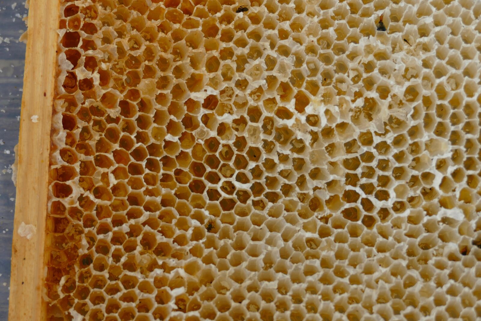 Panasonic Lumix DMC-FZ1000 sample photo. Honeycomb, bees, honey photography