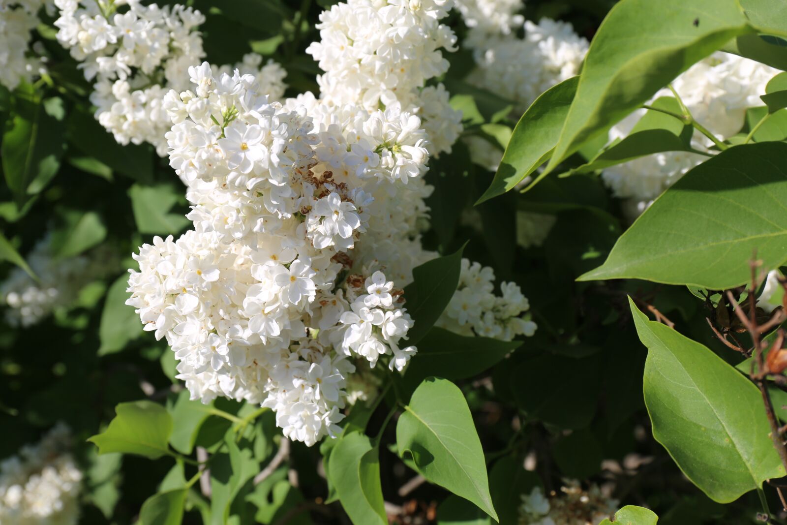 Canon EF 24-70mm F4L IS USM sample photo. Garden, flowering, floral photography