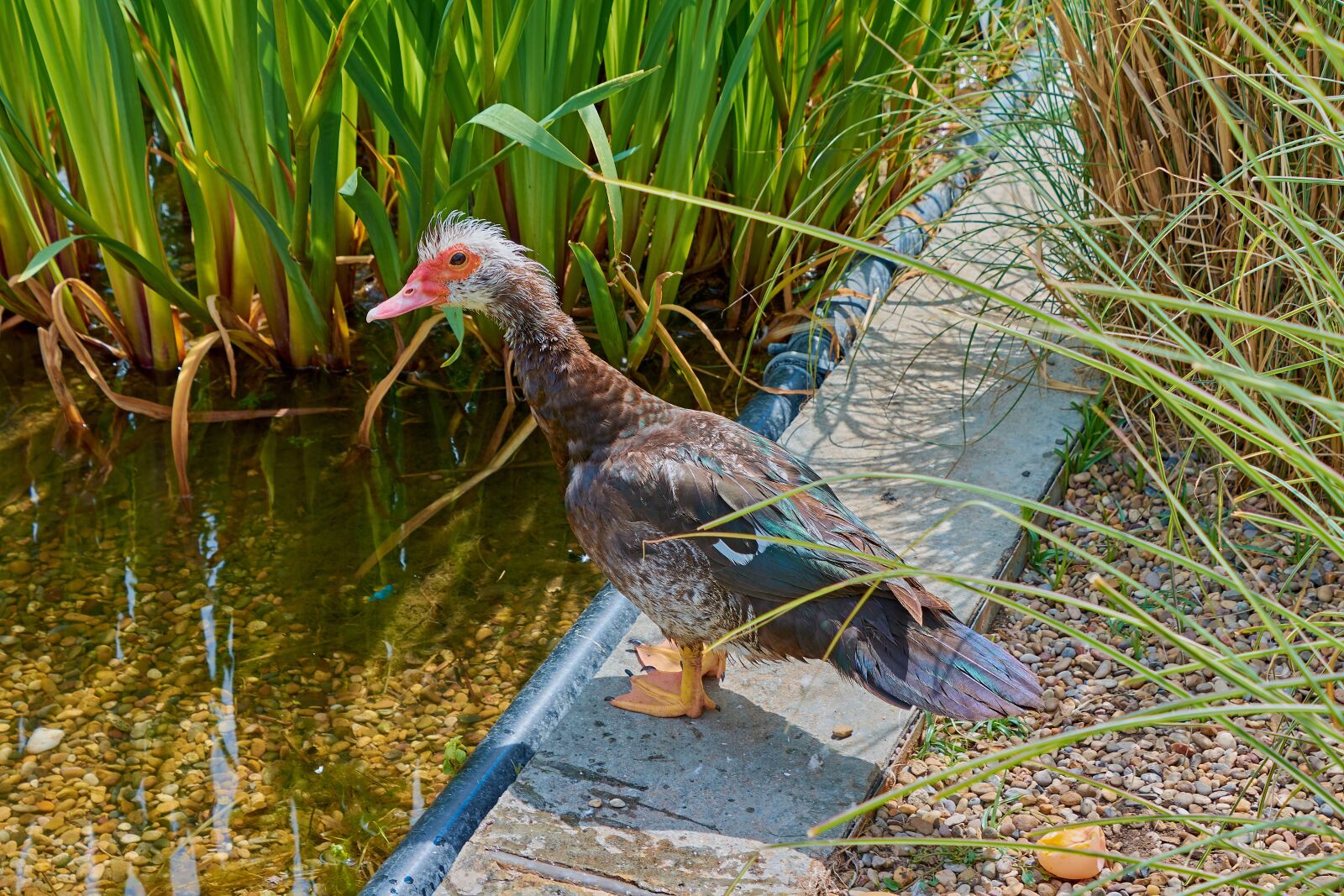 Nikon D7200 sample photo. Duck, water, plumage photography