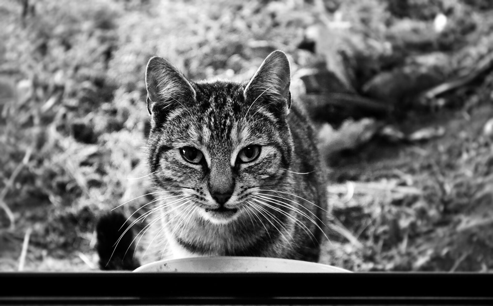 Nikon D3100 sample photo. Cat, pet, animal, black photography