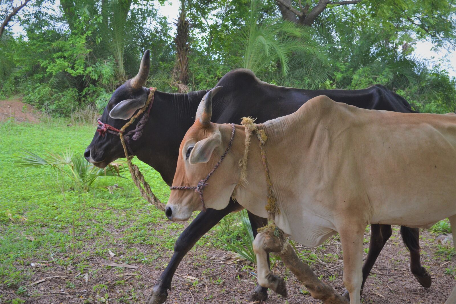 Nikon D3100 sample photo. Bulls, agriculture, lan photography