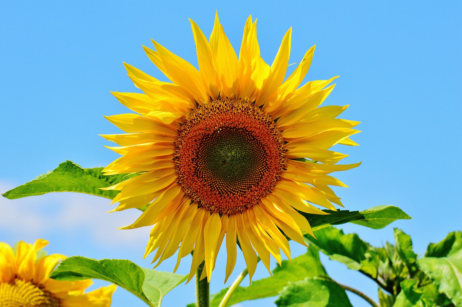 Nikon D3200 sample photo. Sunflower, summer, garden photography