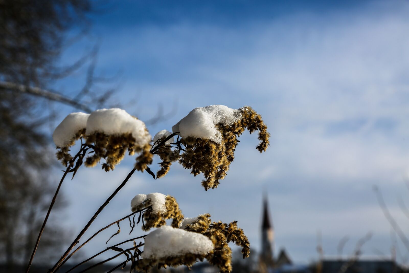 Canon EF 24-105mm F4L IS USM sample photo. Plant, snow, nature photography