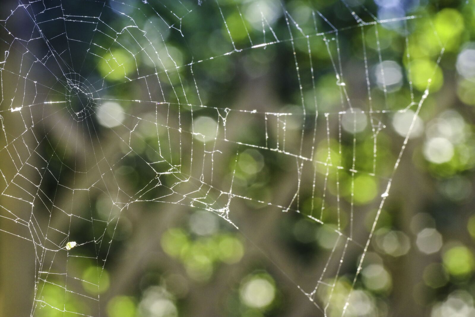 Canon EOS R sample photo. Spider web, nature, cobweb photography