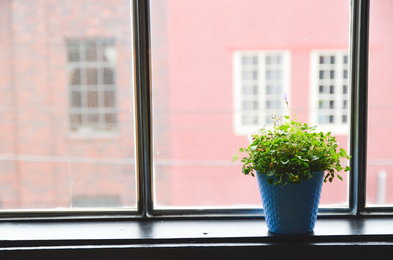 Nikon D7000 sample photo. Windows photography
