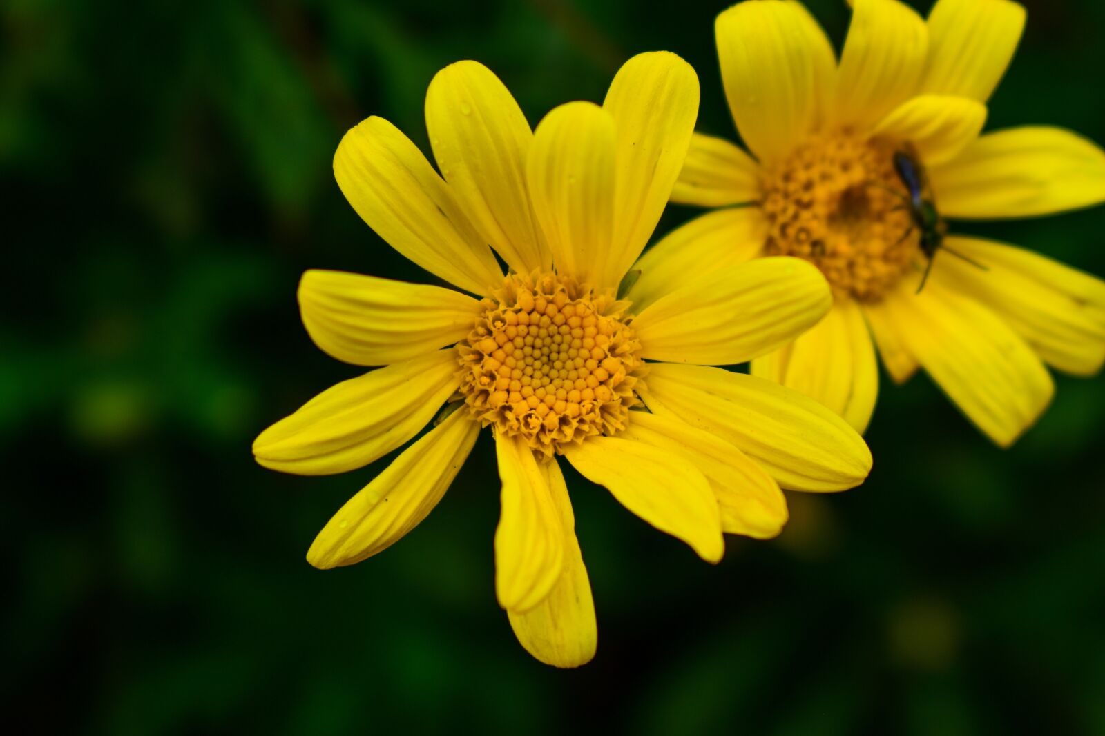 Nikon D3400 sample photo. Nature, summer, plant photography