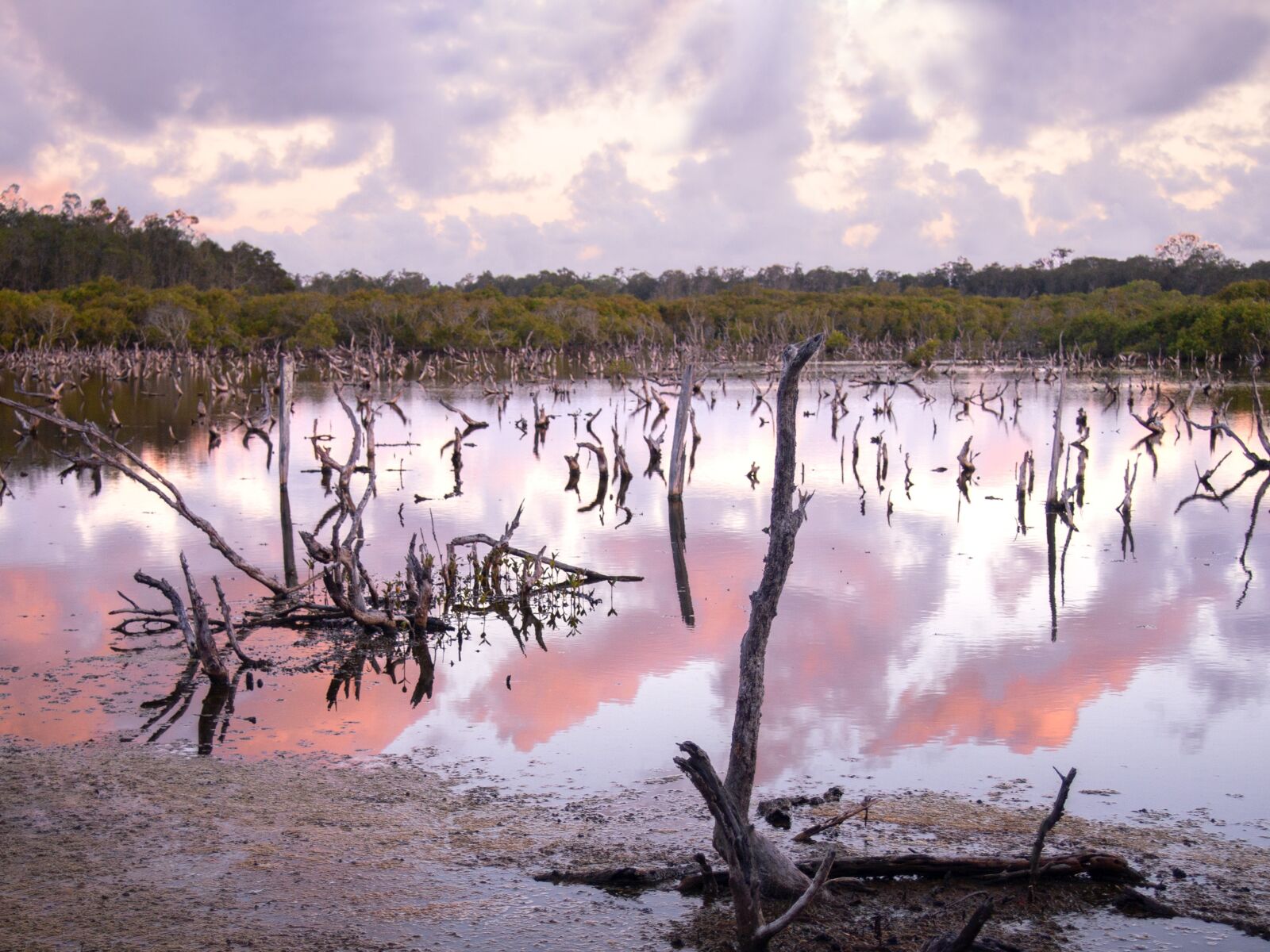 Olympus PEN E-P3 sample photo. Mangroves, swamp, nature photography