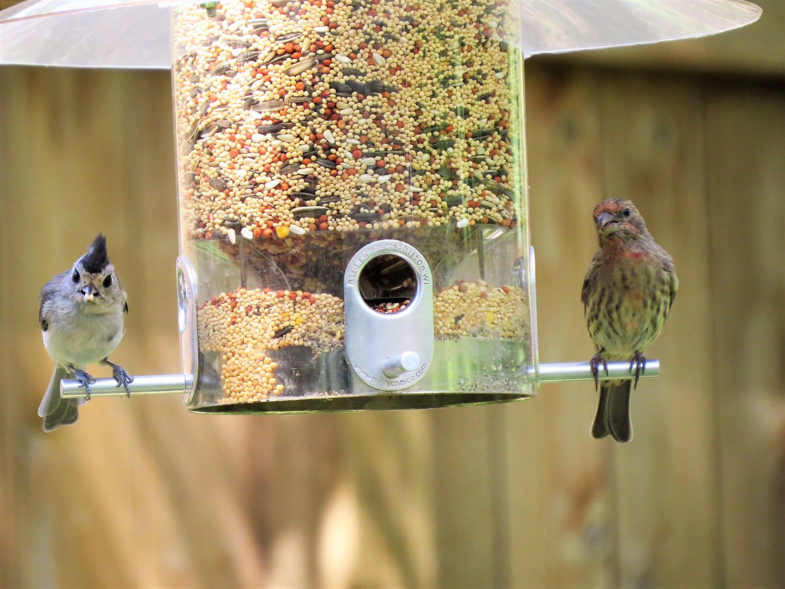Canon PowerShot SX50 HS sample photo. Birds, two species, colorful photography