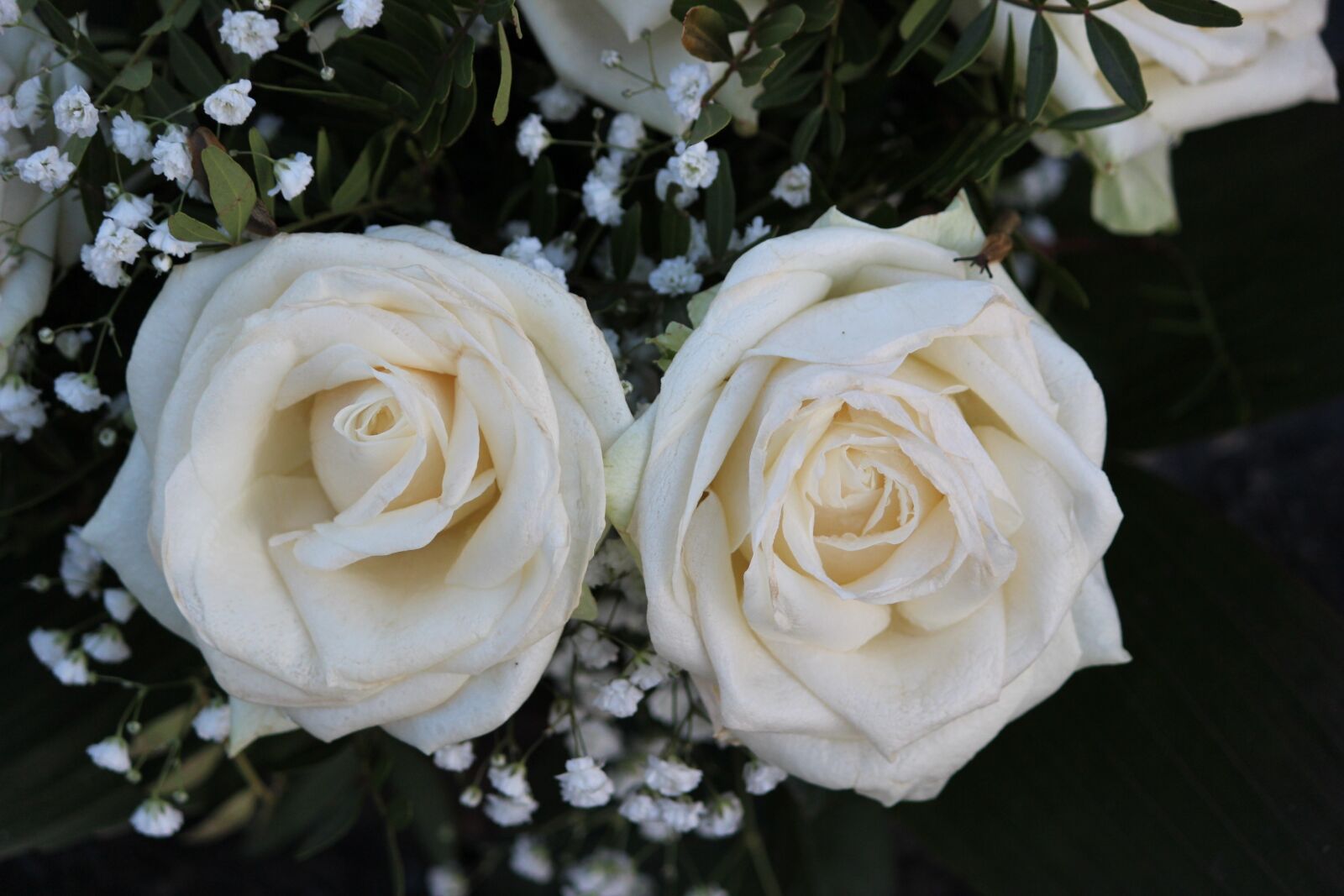 Canon EOS 600D (Rebel EOS T3i / EOS Kiss X5) sample photo. Rose, flower, wedding photography