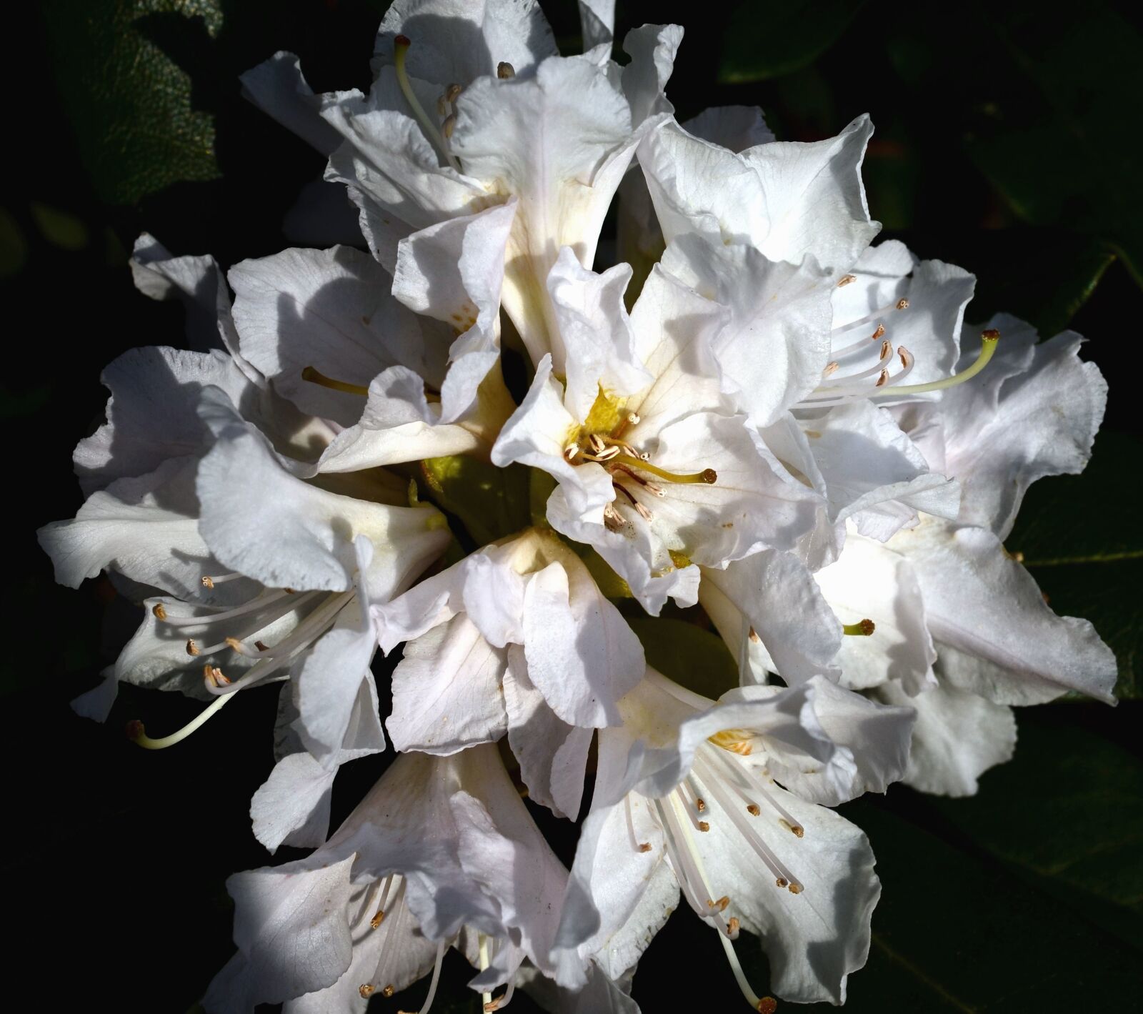 Nikon D5100 sample photo. Spring, flower, petal, blossom photography