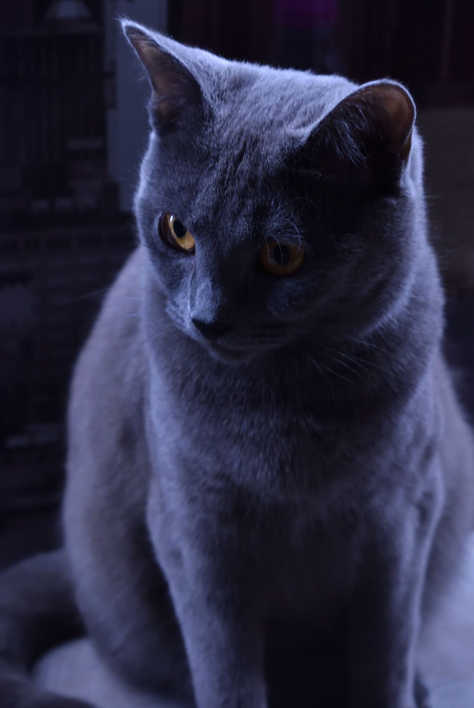 Nikon D3500 sample photo. Cat, darkness, dark photography