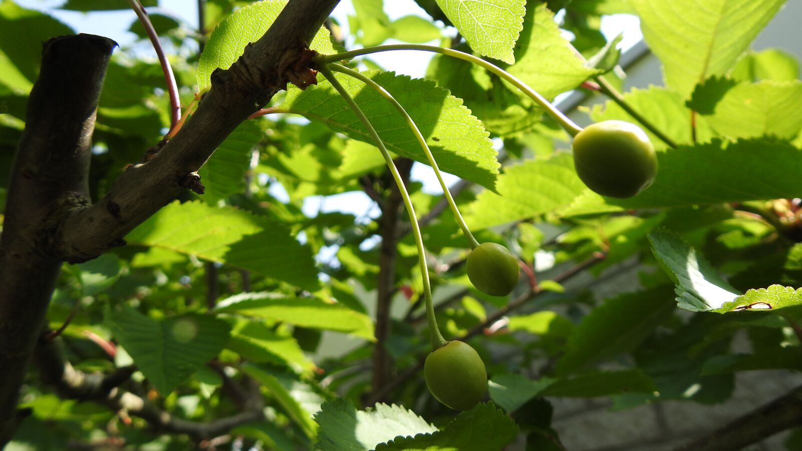 Nikon Coolpix P900 sample photo. Green cherries, tree, spring photography