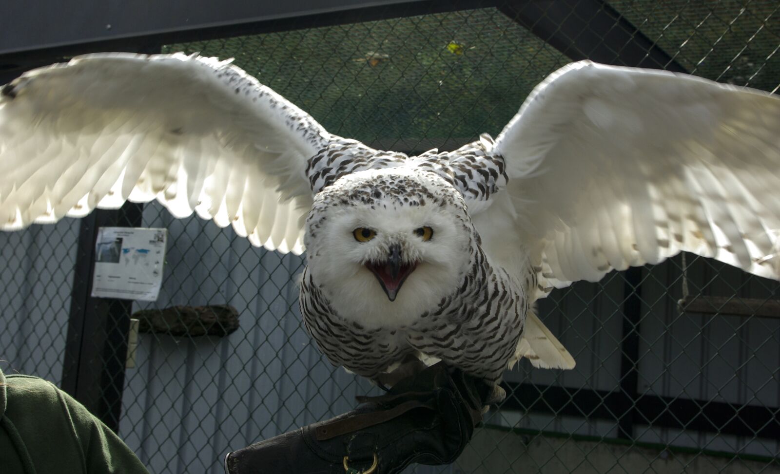 Samsung GX-10 sample photo. Snowy owl, bird, raptor photography