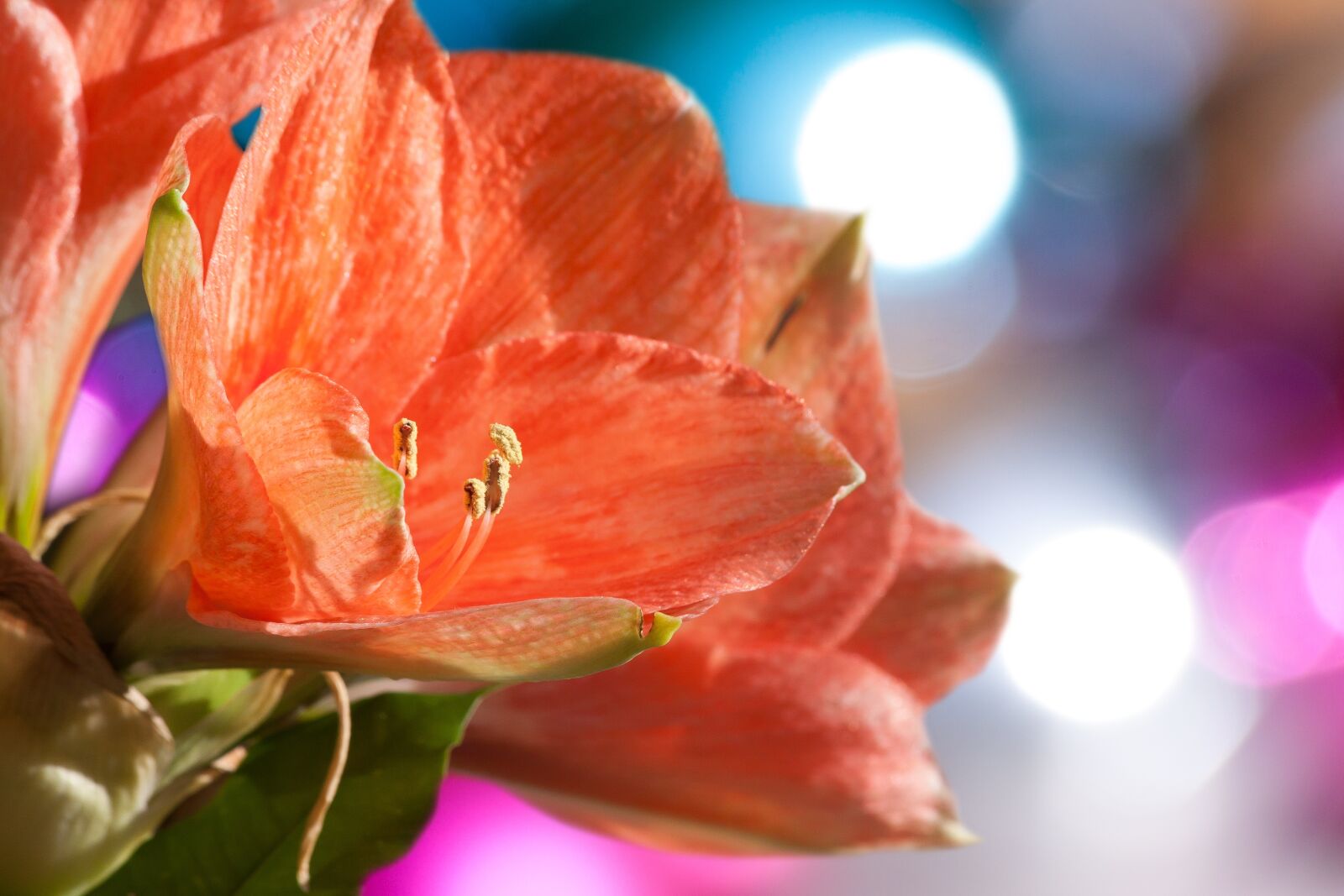 Canon EOS 50D sample photo. Amaryllis, salmon pink, blossom photography