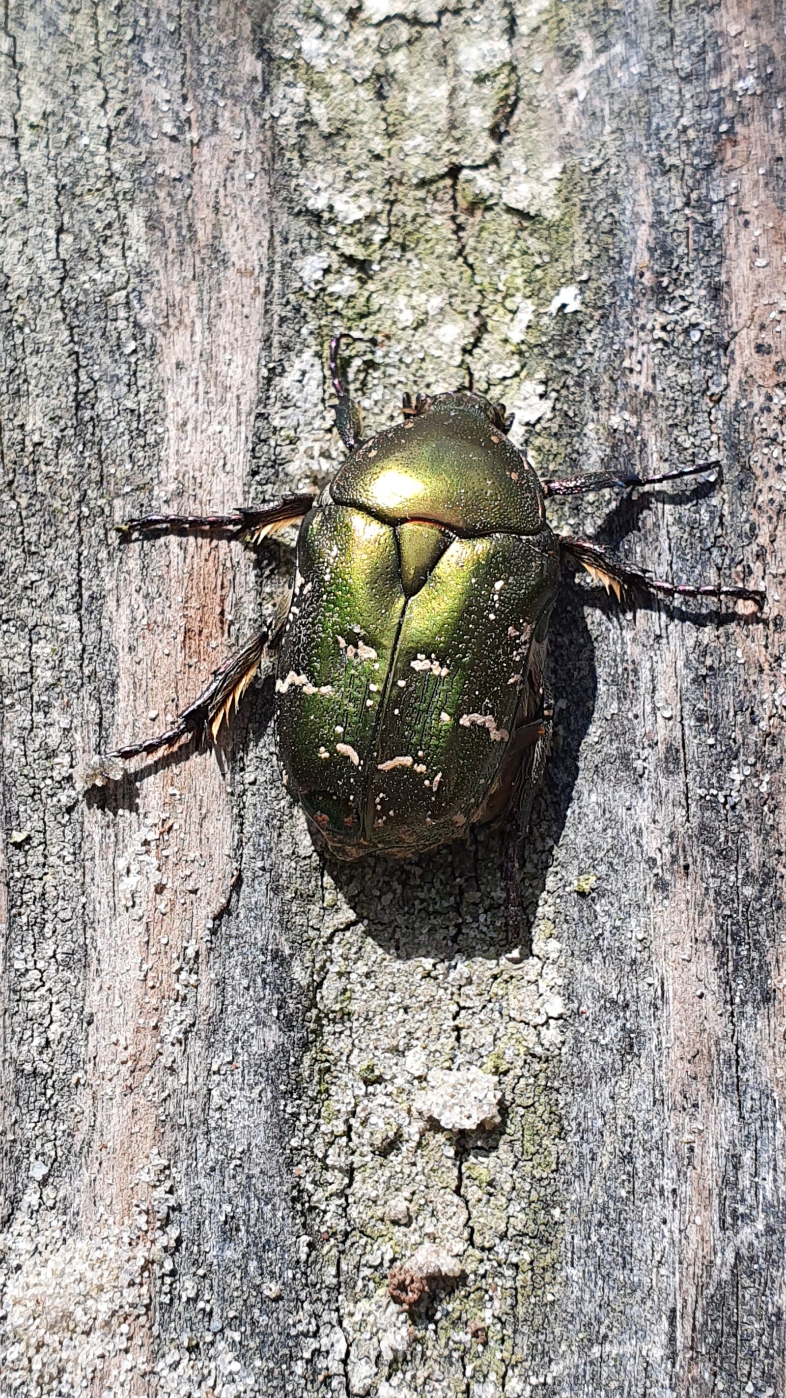 Samsung Galaxy S10+ sample photo. Bug, wood, mai photography