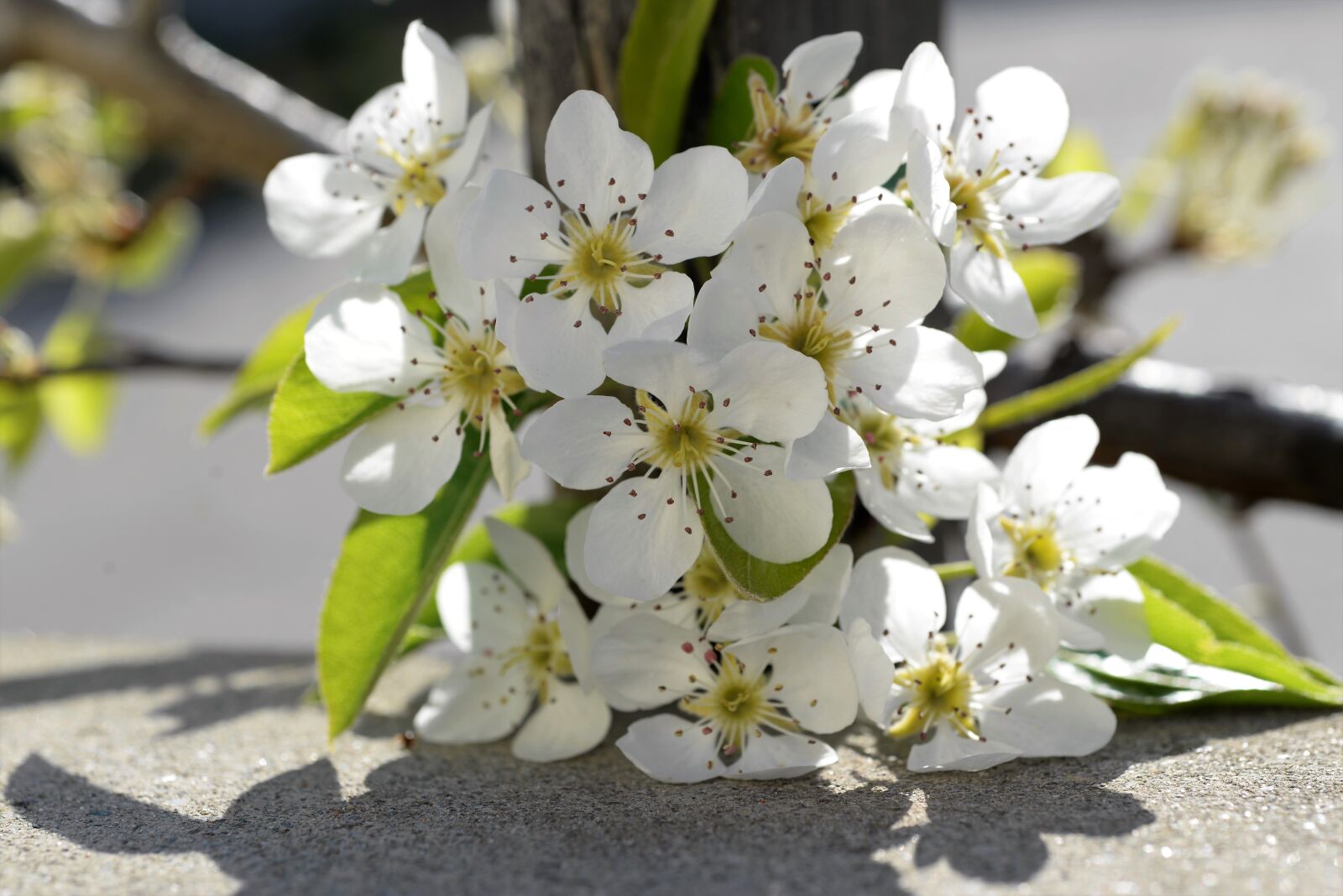 Nikon D610 sample photo. Spring, bloom, white photography