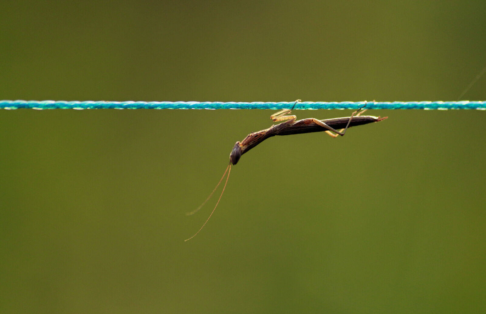 Canon EOS 700D (EOS Rebel T5i / EOS Kiss X7i) sample photo. Animal, brown, brown, mantis photography
