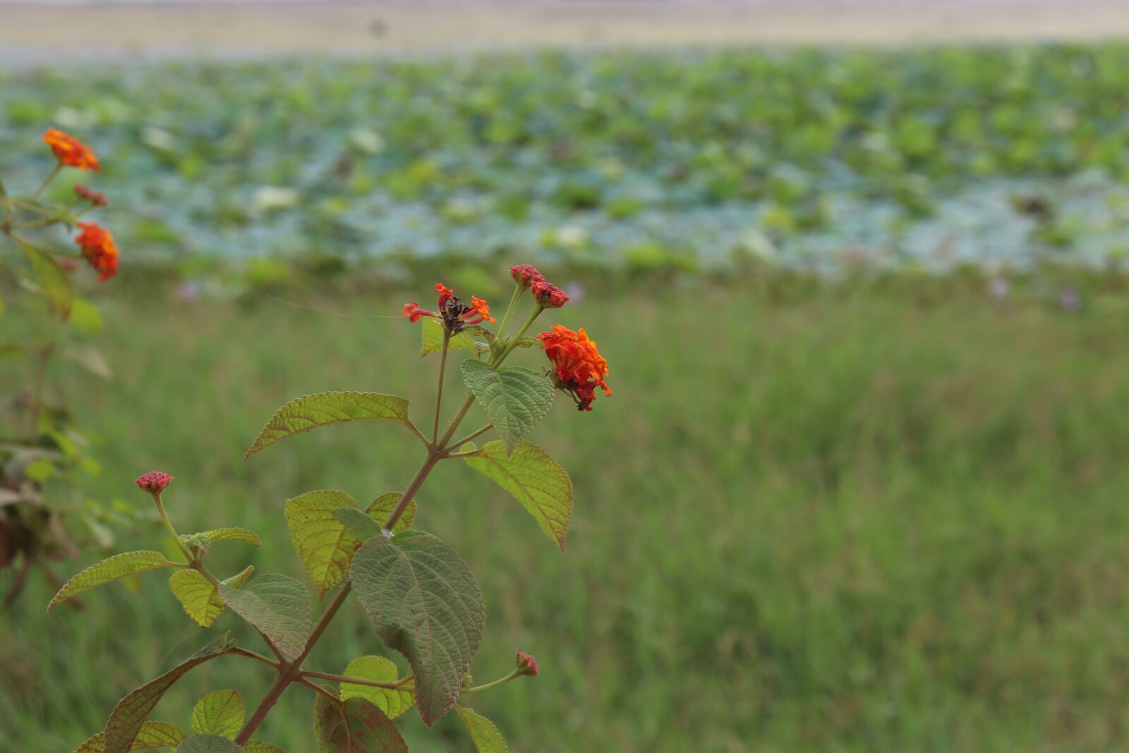 Canon EOS 250D (EOS Rebel SL3 / EOS Kiss X10 / EOS 200D II) sample photo. Kerala, nature, travel photography