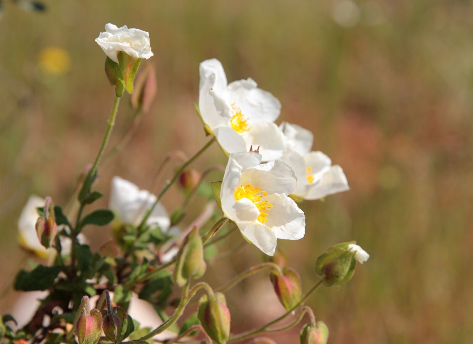 Canon EOS 550D (EOS Rebel T2i / EOS Kiss X4) sample photo. Cistus hybridus, laden, white photography