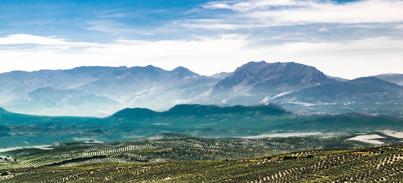 Nikon D5300 sample photo. Landscape, olive trees, olive photography