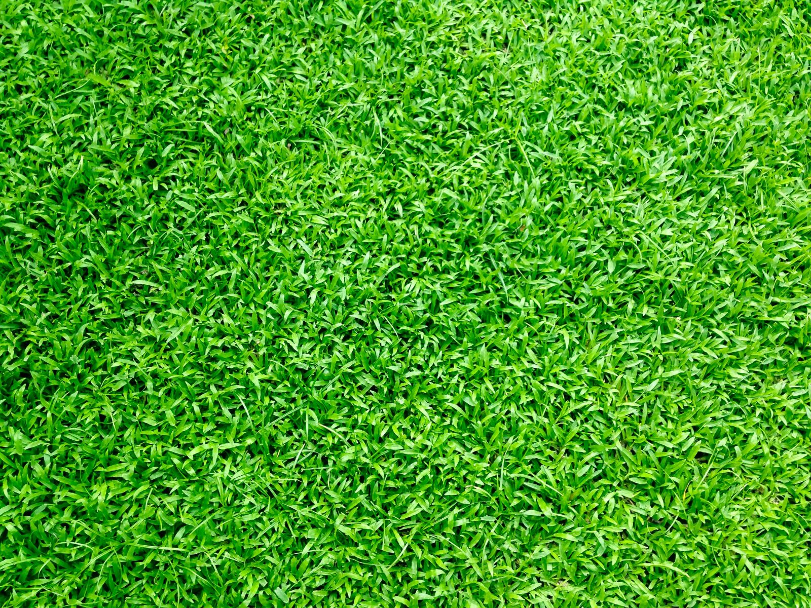 iPhone 5c back camera 4.12mm f/2.4 sample photo. Grass, grass field, green photography