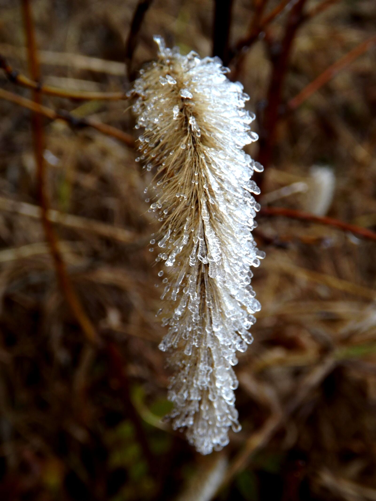 Fujifilm FinePix S4500 sample photo. Plant, iced, ice photography