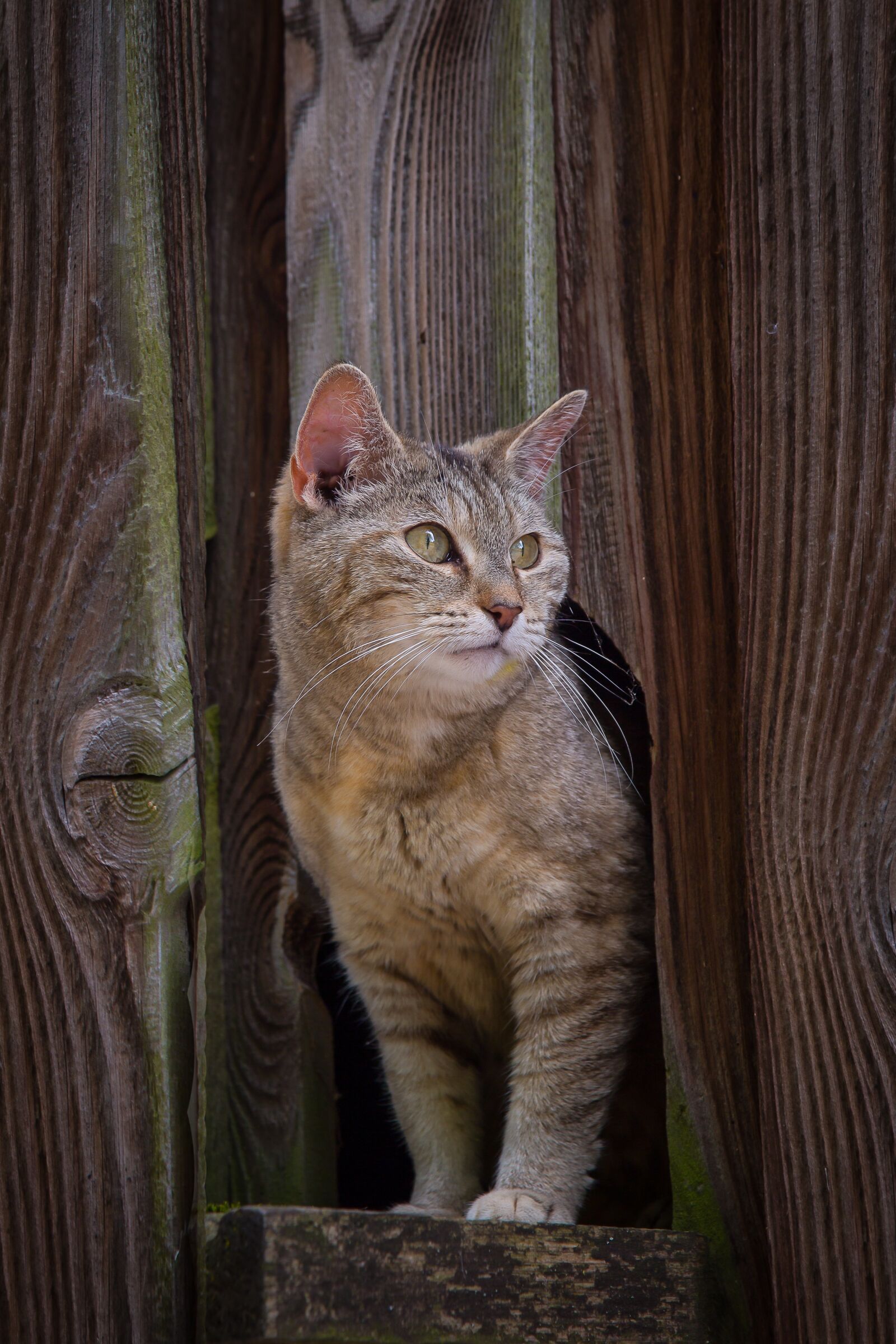 Canon EF 24-105mm F4L IS USM sample photo. Cat, pet, kitten photography
