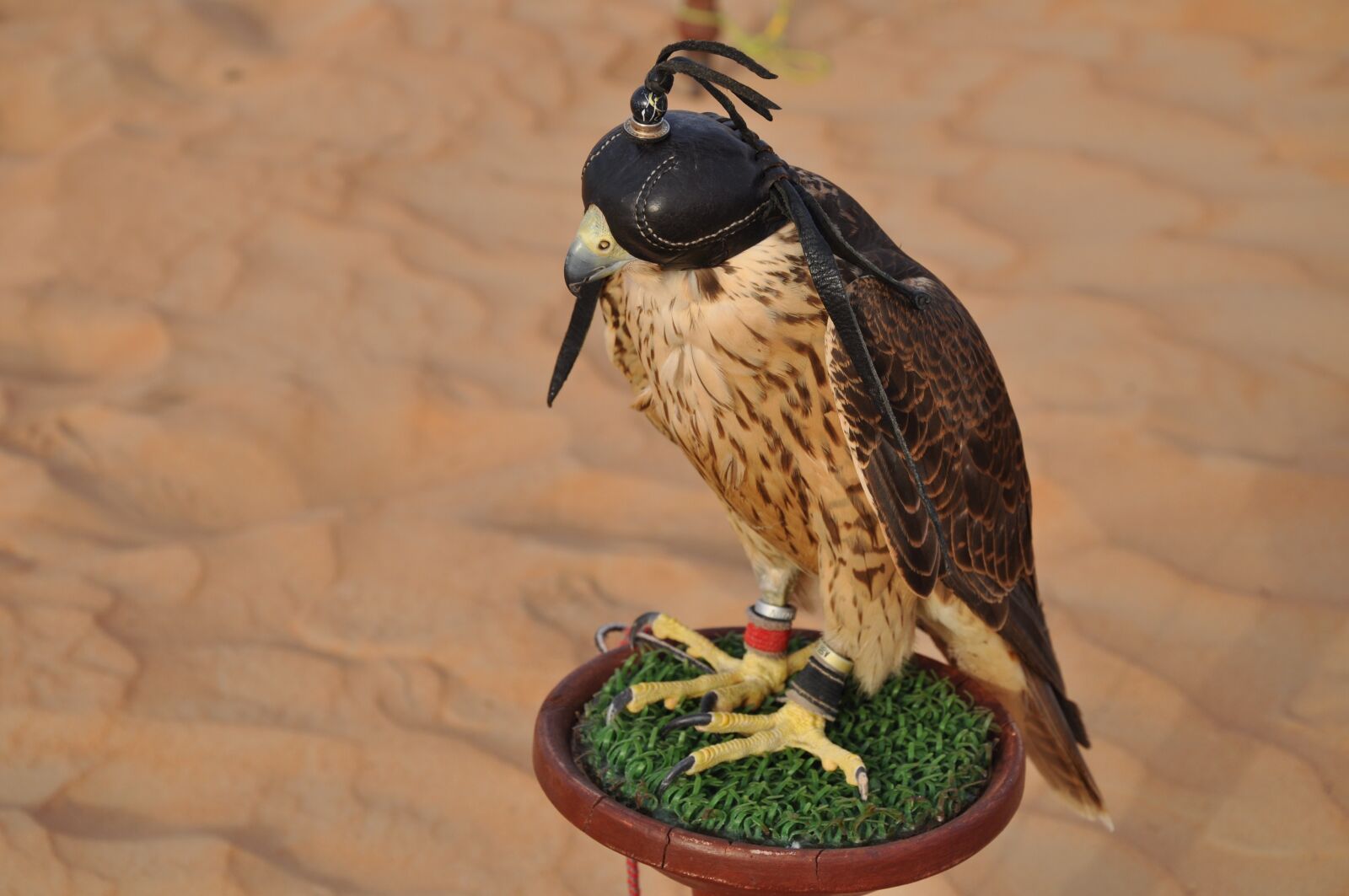 Nikon D90 sample photo. Dubai, falcon, desert photography