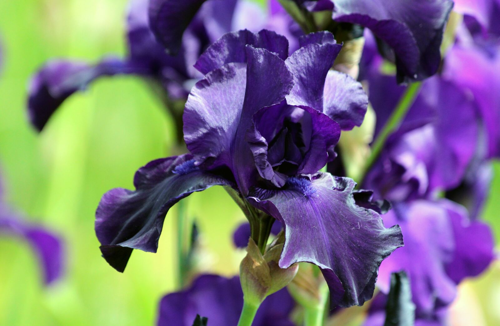 Canon EOS 650D (EOS Rebel T4i / EOS Kiss X6i) sample photo. Blue iris, iris flower photography