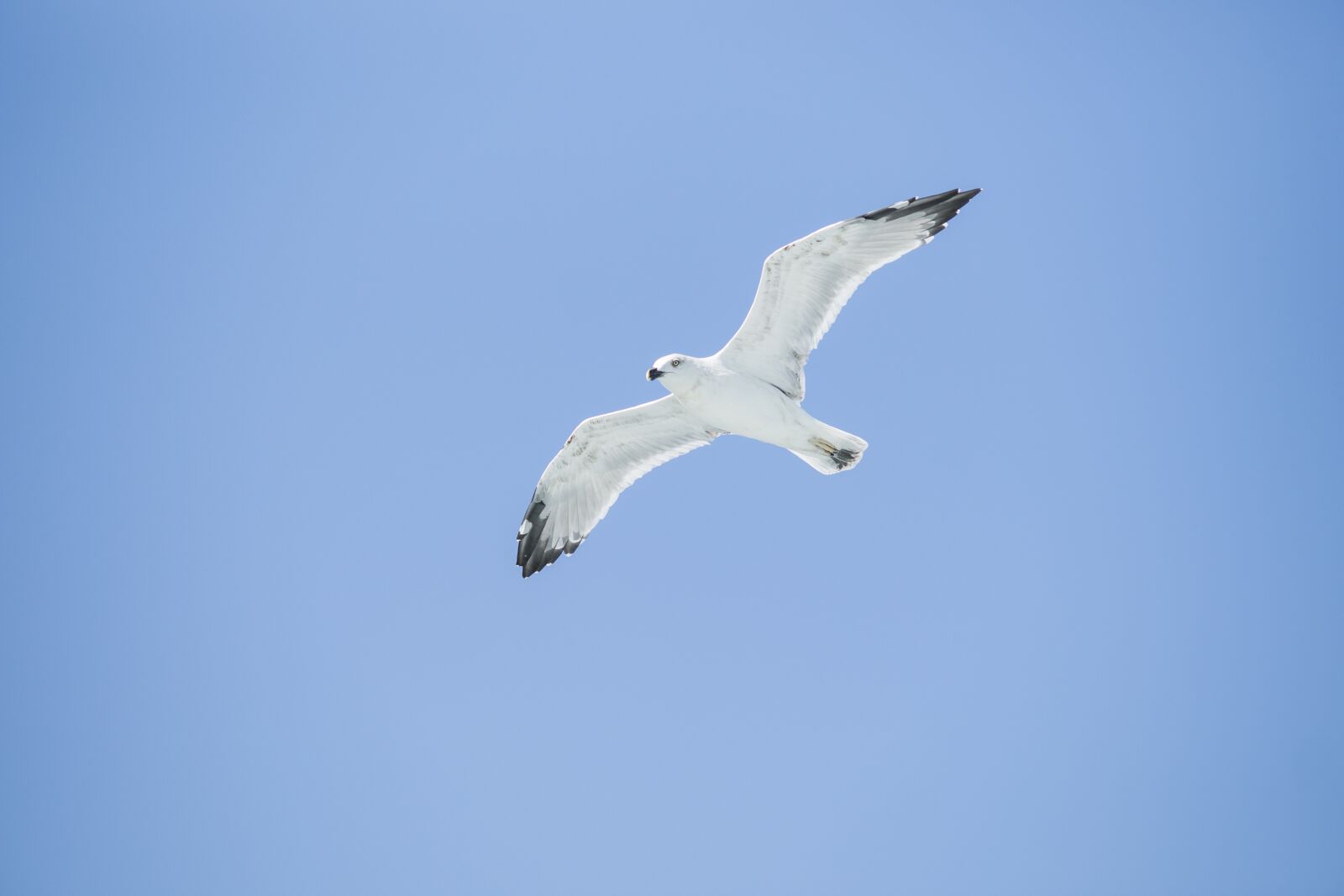 Sony Sonnar T* 135mm F1.8 ZA sample photo. Bird, seagull, environmental photography