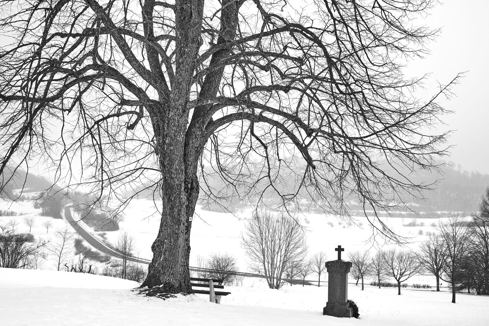 Sony ILCA-77M2 sample photo. Winter, snow, tree photography